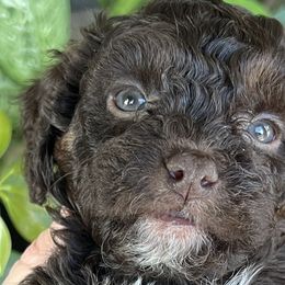 Cavapoos from Roth Puppy Patch