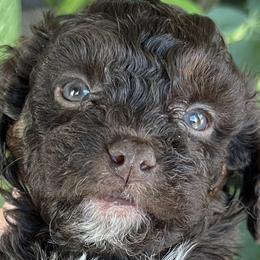 Cavapoos from Roth Puppy Patch