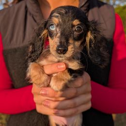 Indigo - Dapple female Dachshund puppy in Unadilla, Georgia from Hamsley's Puppy Palace