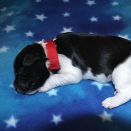 Schapendoes Puppies from Dream Star Schapendoes