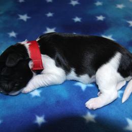 Schapendoes Puppies from Dream Star Schapendoes