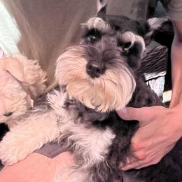 Sky - Miniature Schnauzer