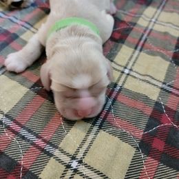 Cocker Spaniel Puppies from Kellie's Cocker Spaniels