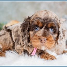Derry - Merle female Cockapoo puppy in Connersville, Indiana from Deaz Doodle Ranch