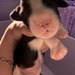 English Springer Spaniel Puppies from Everlark English Springer Spaniels