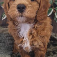 Goldendoodle Puppies from Abidoodles Florida