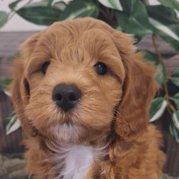 Goldendoodle Puppies from Abidoodles Florida
