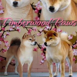 Shiba Inu puppies from Timberwood Paws