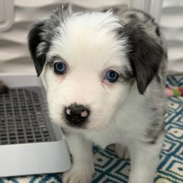 Bubbles - Blue merle female Miniature Australian Shepherd puppy in Bohemia, New York from Wiggle Bum Ranch