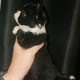 Puppy 3 - Black and white female Chihuahua puppy in Springfield, Missouri from Casadelopez Tails