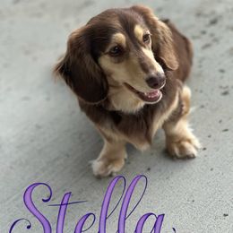 Stella - Dachshund