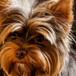 Reese - Yorkshire Terrier