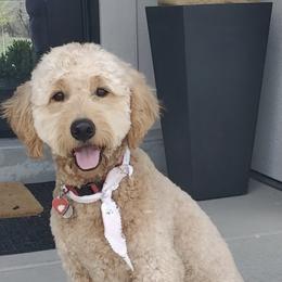 Goldendoodles from Aspen Doodles