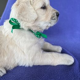 Golden Retriever Puppies from Cream of the Crop Kennel