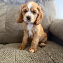 Yogi mint male - Red male Cocker Spaniel puppy in Howe, Indiana from A&J Kennel