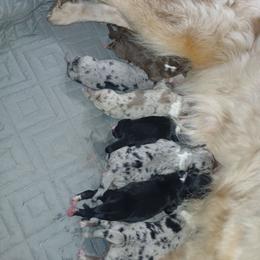 Blue Merle - Blue merle male Australian Shepherd puppy in Elkhart, Texas from Donaldson Dogz