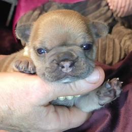 Girl 3 - Blue fawn female French Bulldog puppy in Nashville, Tennessee from Prestigious K9