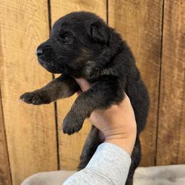 Purple AKA Karma - Black and silver female German Shepherd puppy in Terra Alta, West Virginia from Shepherd Country Farm and Kennels