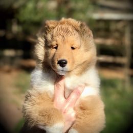 Collie and Shetland Sheepdog Puppies from Clarity