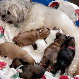 Lhasa Apsos from Sheri's Lhasa Apso Puppies