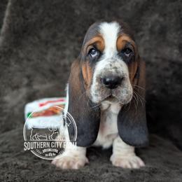 Praline - Black brown and white female Basset Hound puppy in Talbotton, Georgia from Southern City Bassets