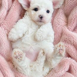 Sugar - Cream female Aussiedoodle puppy in Byron, Georgia from Southern Olive Doodles 🫒