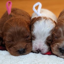 Cavapoos, Goldendoodles, and Poodles from Canyon Creek Puppies