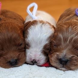 Cavapoos, Goldendoodles, and Poodles from Canyon Creek Puppies