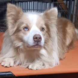 Cowboy - Border Collie