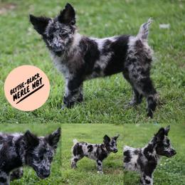 Blythe - Black merle female Mudi puppy in Gatlinburg, Tennessee from Greenbrier