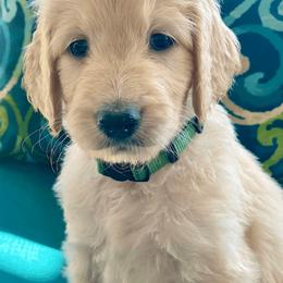 Goldendoodle Puppies from FURever Goldendoodles