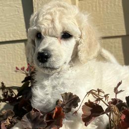 Girl 3 - White female Poodle puppy in Ephrata, Washington from NCR Ranch