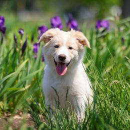 Trek - Gold male Border Collie puppy in Milford, Massachusetts from Blackbird Kennels