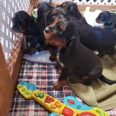 Gordon Setter puppies from Katherine's Golden Retrievers, Gordon Setters, and English Setters