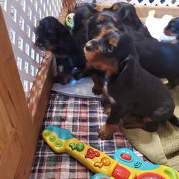 Gordon Setter puppies from Katherine's Golden Retrievers, Gordon Setters, and English Setters