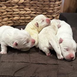 Tuesday - White female West Highland White Terrier puppy in Ridgeway, Virginia from Rivers Bend Westies
