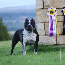American Bully Puppies from Sky River Bullies