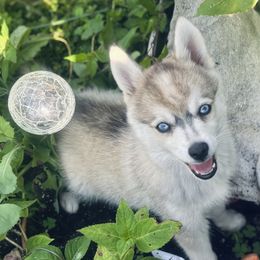 Duke - Tri-color male Pomsky puppy in Burton, Michigan from Snow Shark Pomskys