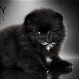 Mocha - Black female Pomeranian puppy in Fultonville, New York from Sandy Aussies & Pomeranians
