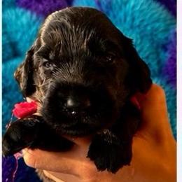 Washington - Black male Flat-Coated Retriever puppy in Park Rapids, Minnesota from Catori