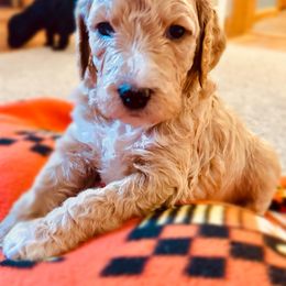 Goldendoodle Puppies from Sunrise Doodles
