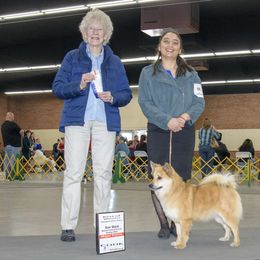 Flame - Icelandic Sheepdog