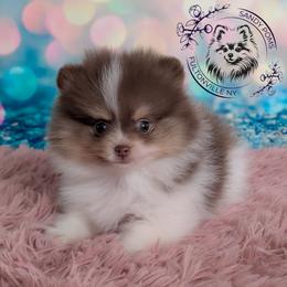 Flurry - Pomeranian puppy from Sandy Aussies & Pomeranians