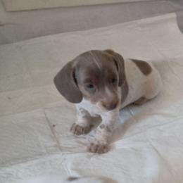 Taco - Fawn (isabella) and tan male Dachshund puppy in Sacramento, California from Family and Farm Friendly Dachshund