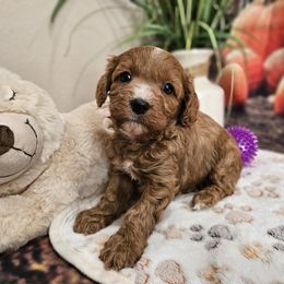 Eli - Red male Cavapoo puppy in Lebanon, Missouri from Perkins Pups