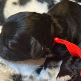 Judge - Black and white male Cockapoo puppy in Lake Tansi, Tennessee from Davis cockapoos