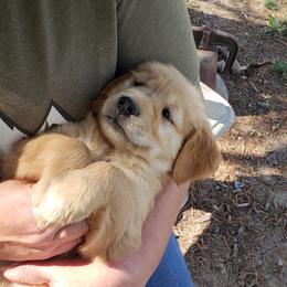 Golden Retriever Puppies from KM Golden Retrievers