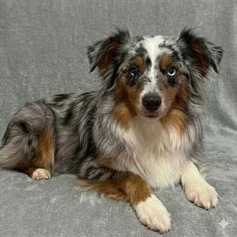 Rose - Toy Australian Shepherd