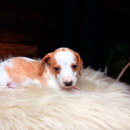 Hunter - Dapple male Dachshund puppy in Washburn, Tennessee from Clinch Mountain Dachshunds