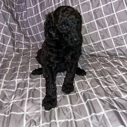 Venus Rose (formerly Bethlehem) - Black Poodle puppy in Gallatin, Tennessee from BRosie 9  Standard Poodles
